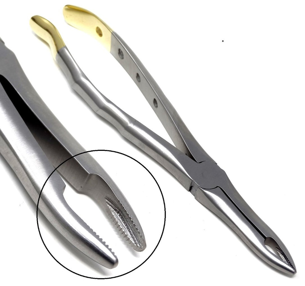 Premium Quality Dental Extracting Extraction Forceps #41, Gold Handle, Stainless Steel