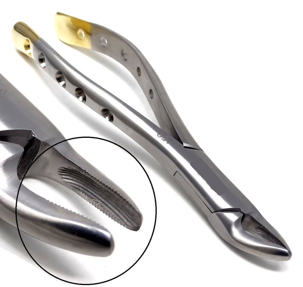 Premium Quality Dental Extracting Extraction Forceps #150, Gold Handle, Stainless Steel